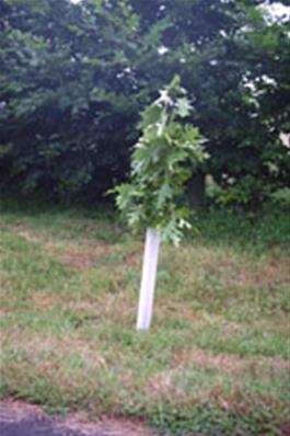 Tubex protege tronc 0.40 m 65/80